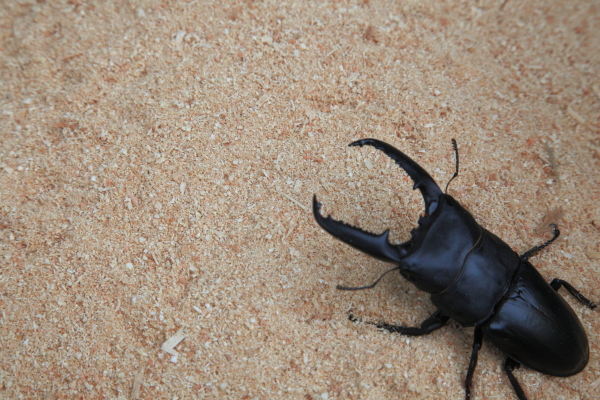 楽天市場 昆虫マット クワガタ カブトムシ 成虫 幼虫用 新 ダニ退治ヒノキマットver1 成虫用ダニ駆除マット クワガタ カブト専門店イークワ