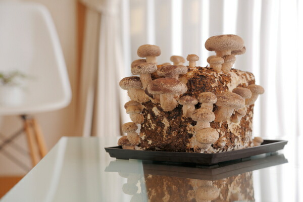 楽天市場】 国産 無農薬 きのこ栽培キット 4個入り しいたけ栽培 菌床