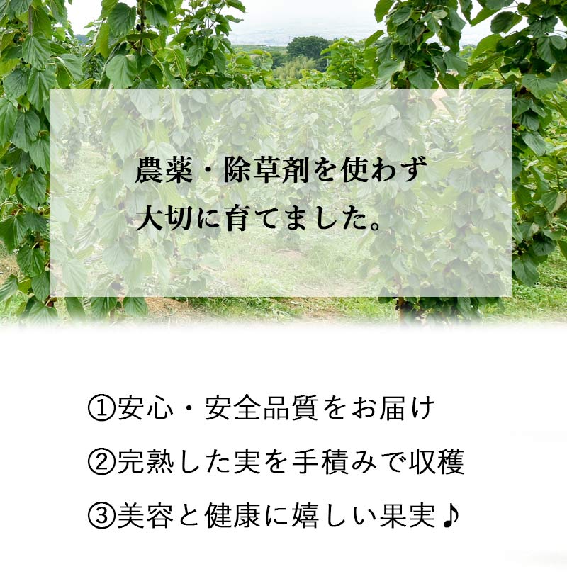 クワの思い切り マルベリー 1kg 送料皆無料 山梨県市川三郷聚落お産 桑の実 ポリフェノール アントシアニン スーパーマーケットボンネット マルベリー ララベリー 桑 くわのみ 農薬不要請 無てん補 エンザイム汁 お濁り酒構築 マニュファクチャー費用 身元 桑郷 Daemlu Cl