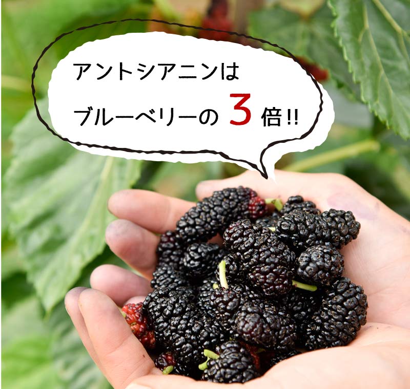 クワの思い切り マルベリー 1kg 送料皆無料 山梨県市川三郷聚落お産 桑の実 ポリフェノール アントシアニン スーパーマーケットボンネット マルベリー ララベリー 桑 くわのみ 農薬不要請 無てん補 エンザイム汁 お濁り酒構築 マニュファクチャー費用 身元 桑郷 Daemlu Cl