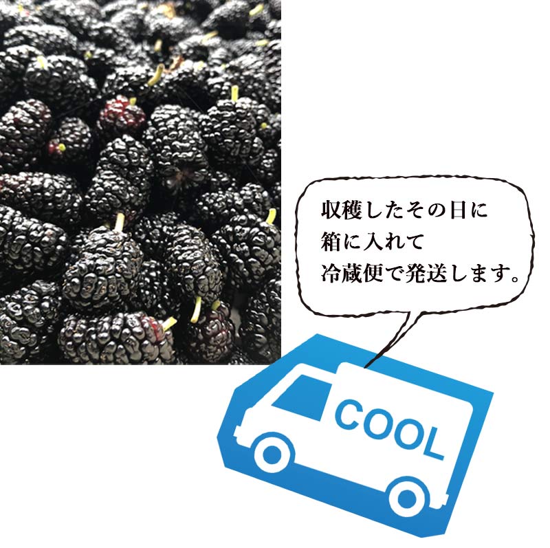 クワの思い切り マルベリー 1kg 送料皆無料 山梨県市川三郷聚落お産 桑の実 ポリフェノール アントシアニン スーパーマーケットボンネット マルベリー ララベリー 桑 くわのみ 農薬不要請 無てん補 エンザイム汁 お濁り酒構築 マニュファクチャー費用 身元 桑郷 Daemlu Cl