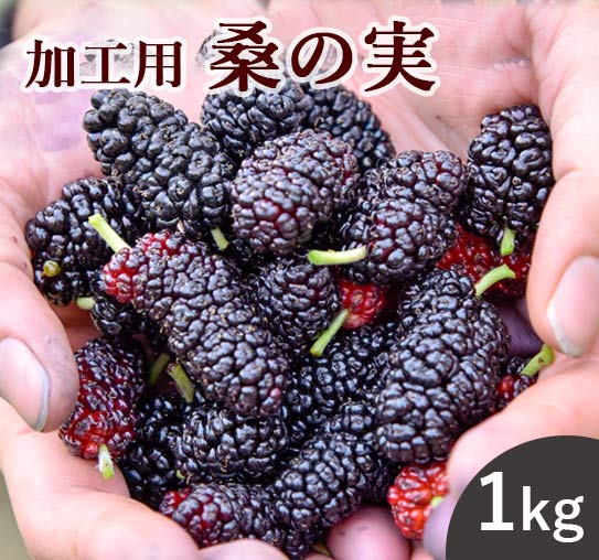 クワの思い切り マルベリー 1kg 送料皆無料 山梨県市川三郷聚落お産 桑の実 ポリフェノール アントシアニン スーパーマーケットボンネット マルベリー ララベリー 桑 くわのみ 農薬不要請 無てん補 エンザイム汁 お濁り酒構築 マニュファクチャー費用 身元 桑郷 Daemlu Cl
