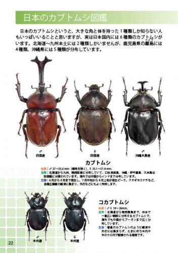 楽天市場 初めて飼うカブトムシ 日本の 誰でも知っている日本のカブトムシの飼育を詳しく解説 カブトムシ用品通販 クワガタ天国