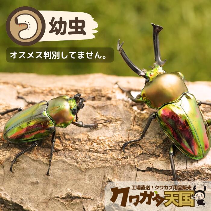 ニジイロクワガタ　美品 ニジイロクワガタ 青紋タイプ ♂49mm – HAWAIIAN BEETLE