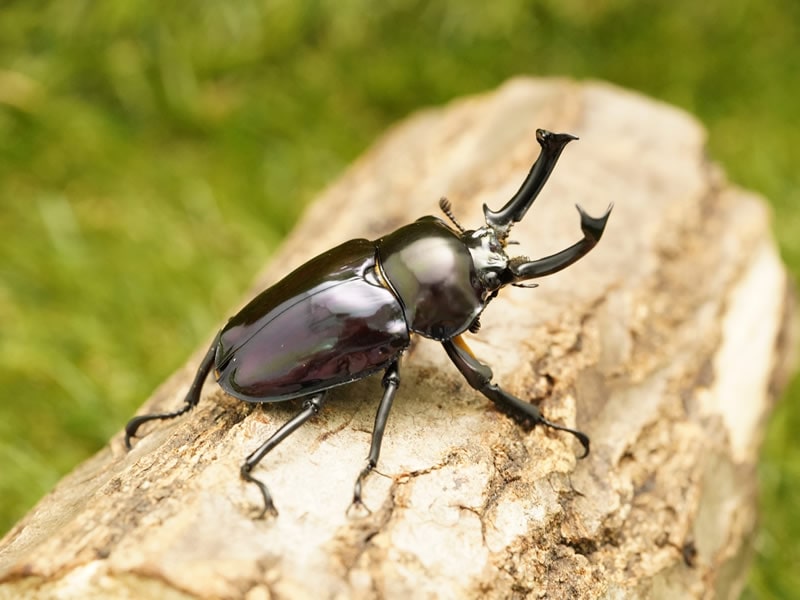 紫紺特殊系ニジイロクワガタペアb品オス50mmup 上翅短い B品メス 上翅短い クイーンズランド産 累代cb 虫 Salon Raquet De 紫紺特殊系ニジイロクワガタペアb品オス50mmup 上翅短い B品メス 上翅短い クイーンズランド産 累代cb 虫 Salon Raquet De