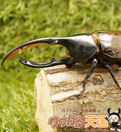 カブトムシの王様 ヘラクレスリッキー成虫ペア オス140mmup Cb コサンガ 虫 Fmcholollan Org Mx