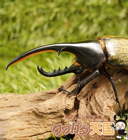 世界最大級カブトムシの王様 ヘラクレスヘラクレス成虫オス135mmupペア オス メスセット商品 値引きセール中 累代cb