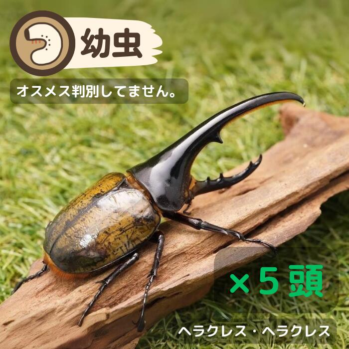 H.ヘラクレス幼虫5頭セット！H.ヘラクレス幼虫 5頭オス、メス判別していません 【グアドループCB】※値引きセール中！！6,900円→6,210円！！(虫)画像