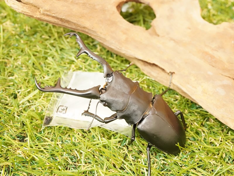 クワガタ カブトムシ成虫のエサ虫ゼリー 日本国内製造 タンパク質 配合 保存料0 着色料0 新しい形の昆虫ゼリー 月ゼリー18g 7個送料無料 昆虫ゼリー 虫ゼリー Hazelwoodconst Com