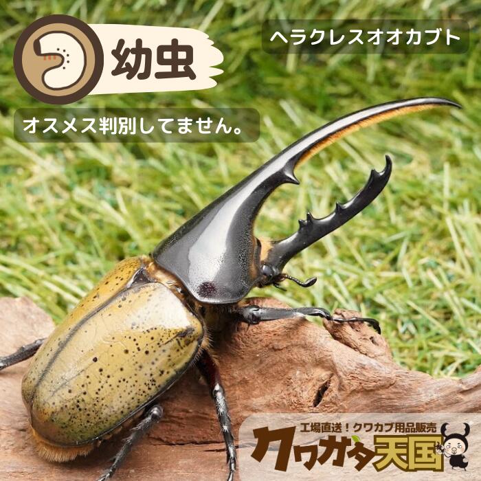 ヘラクレス.ヘラクレス幼虫 ※オス、メス判別していません 【グアドループ産・累代CB】※値引きセール中！！1,390円→1,251円！！(虫)画像