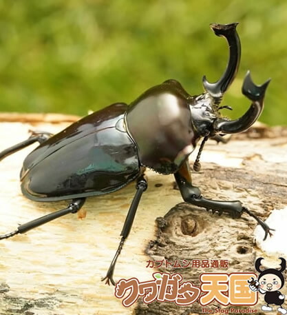 青系紫紺ニジイロクワガタペアオス55mmup クイーンズランド産 累代cb 虫 Rvcconst Com