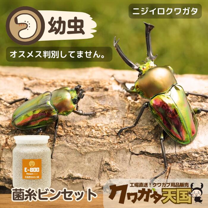 楽天市場】初心者にオススメ！世界一美しいクワガタ！ニジイロ
