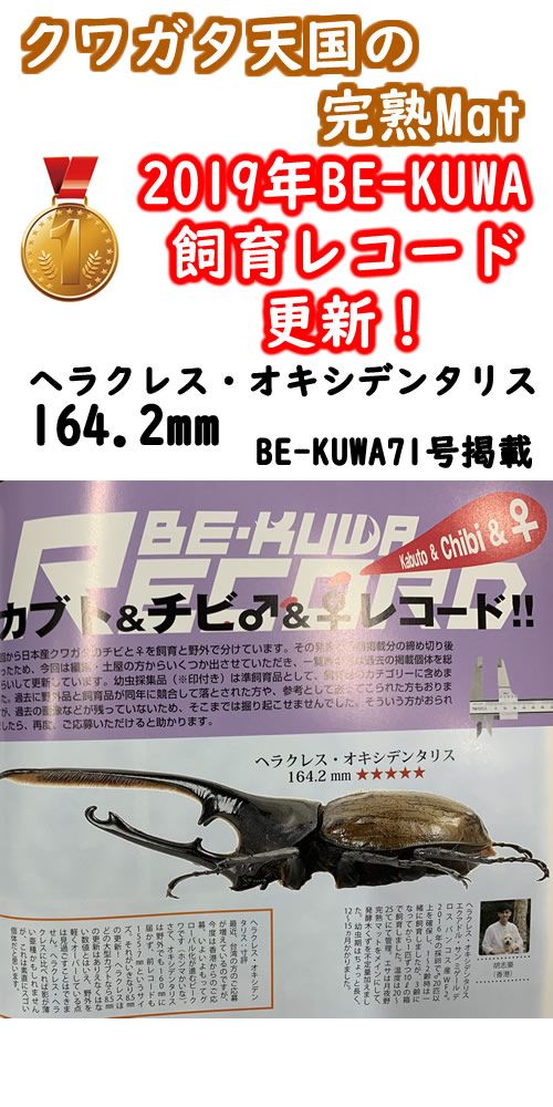 ついに発売開始 完熟マット100l カブトムシの産卵 幼虫飼育幼虫の餌 えさ 昆虫マット 幼虫のエサ 年間の数えきれない開発実績のビートル発酵マット最新バージョン 研究開発実績 生産工場直販の底力 Smtd Td Saitama Smtd Td Sermus Es