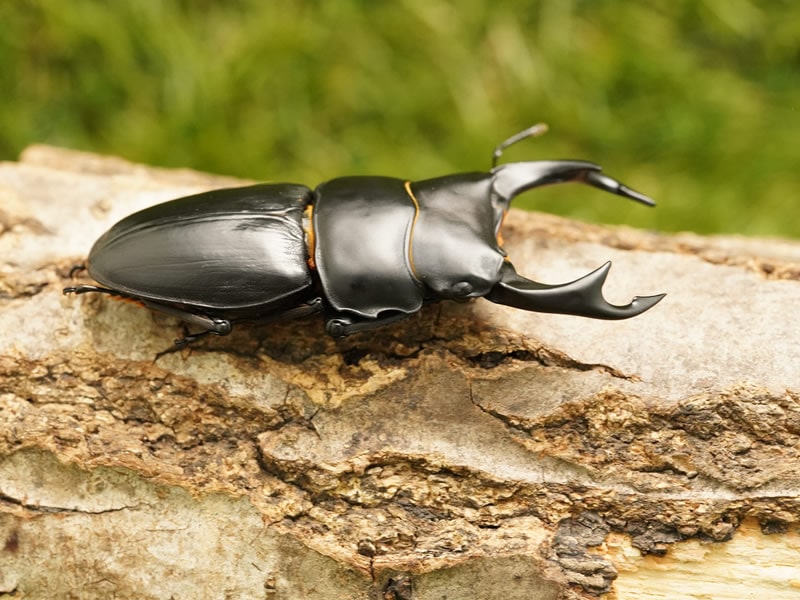 国産オオクワガタ成虫ペア オス70mmup 福岡県産 オス 1 メス 1 虫 Salon Raquet De 国産オオクワガタ成虫ペア オス70mmup 福岡県産 オス 1 メス 1 虫 Salon Raquet De