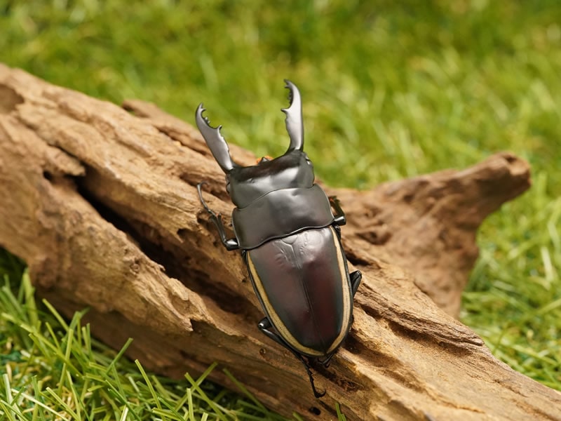 ウォーレスノコギリクワガタペアオス65mmup ハルマヘラ島産 累代cb オス 1 メス 1 虫 Agam Tavniyot Co Il