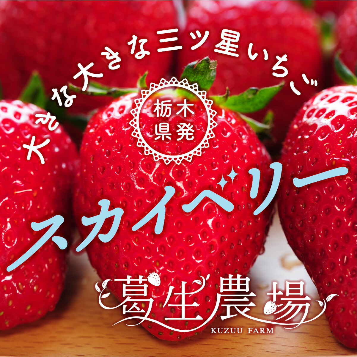 楽天市場】栃木県産いちご4種食べ比べセット「とちあいか・スカイ