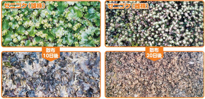 最新の激安 除去剤 コケ ガーデニング 農業 2l 2l 強く張り付き除去の難しいゼニゴケを枯らす除草剤 化学合成成分不使用 コケそうじ 業務用濃縮液 掃除 あっと解消 コケそうじ 店 ゼニゴケ専用 ４本セット Gse 乳酸 酢酸