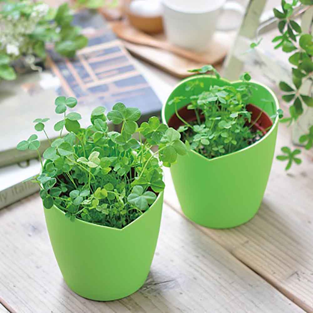 クローバーの苗 G ・Rセット☆ネコポス便発送！ kurobar_img3.jpg