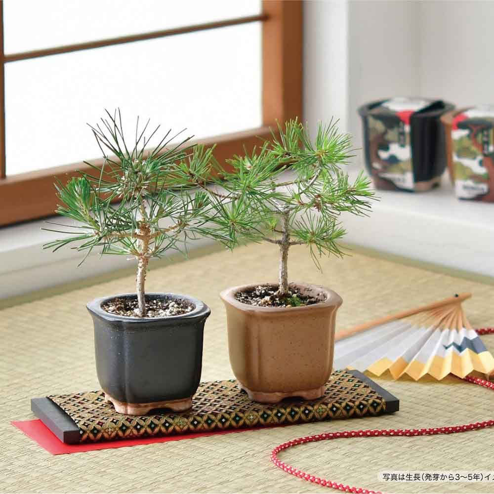 盆栽技術体系　4冊セット 7290126_1.jpg