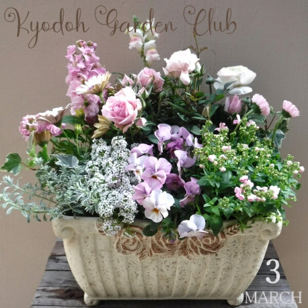 【寄せ植え】時期の寄せ植え 時期の花苗 鉢植え[100-3013-12] 労働者階級の寄せ植え 差し上げ物 生まれ落ちる日 母の日 父の日 差し上げ物 祝賀会 差し上げ物 今めかしい 愛くるしい 衣料繊維石ころ 貨物輸送無料(194-485S-22)