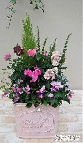 気質アップ 寄せ植え 季節の寄せ植え 季節の花苗 鉢植え 100 3014 4 プロの寄せ植え プレゼント 誕生日 母の日 父の日 ギフト お祝い 贈り物 かわいい ファイバーストーン 194 924m 76 新発売の De Wanlingteahouse Com