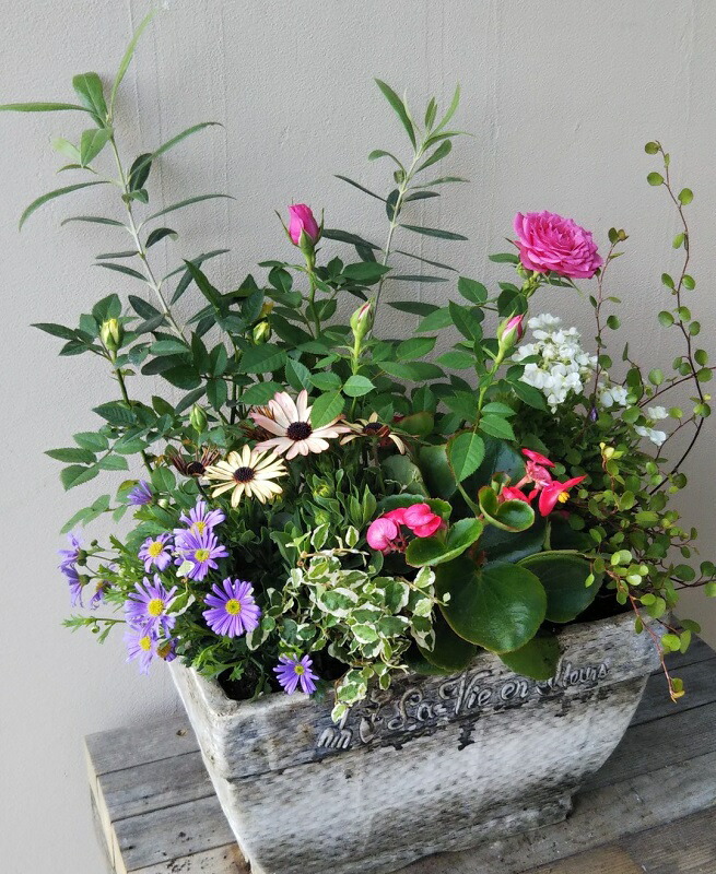 寄せ植え 季節の寄せ植え 季節の花苗 鉢植え 100 3014 5 宣伝の寄せ植え つけ届 産れる月日 御母様の日 創設者の日 付届 お祝 貰物 恰好良い かわゆい 衣料繊維ロック 194 844l 92 Cannes Encheres Com