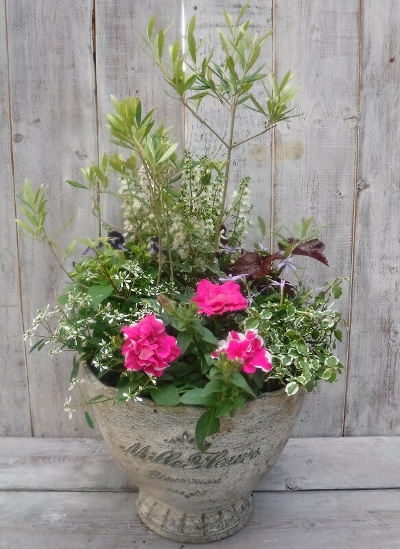 寄せ植え オリーブの寄せ植え 季節の寄せ植え 季節の花苗 鉢植え 100 3014 16 鉢花 オリーブと季節の花苗を使っておしゃれな寄せ植えをお届けします プロの寄せ植え プレゼント 誕生日 母の日 父の日 ギフト お祝い 贈り物 おしゃれ かわいい ファイバーストーン