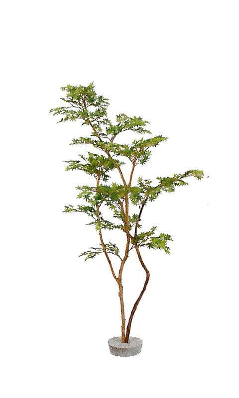 楽天市場 代引不可 送料無料 モルタル付きイロハモミジ もみじ 紅葉 1cm 屋内用 和食店 日本料理店 飲食店等の店舗内装 店舗装飾 ディスプレイ 間仕切り 目隠しに G 140 1 業務用メラミン食器の通販kyoei