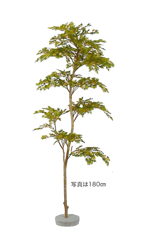 楽天市場 代引不可 送料無料 モルタル付きイロハモミジ もみじ 紅葉 150cm 屋内用 和食店 日本料理店 飲食店等の店舗内装 店舗装飾 ディスプレイ 間仕切り 目隠しに G 140 150 業務用メラミン食器の通販kyoei