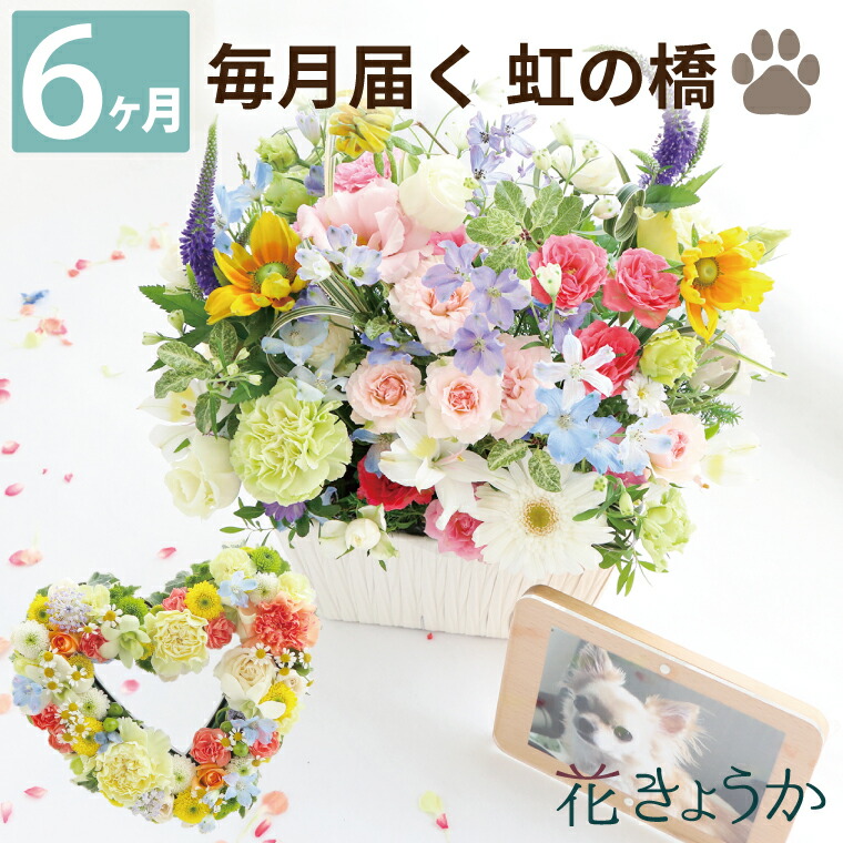 ペット お供え 花 生花 犬 猫 頒布会 『 虹の橋 定期便 ふかふかコース 6か月 』 送料無料 お供え花 アレンジ お悔やみ 贈り物 命日：FLEGRE-4号店-