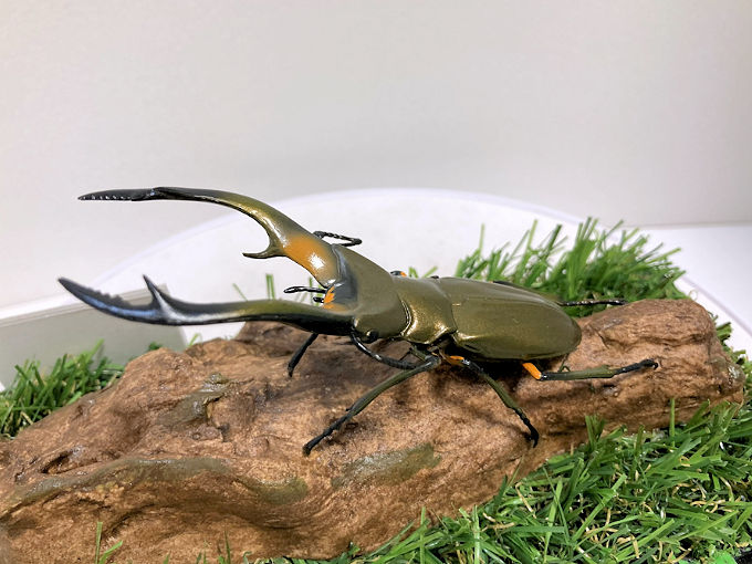 楽天市場】昆虫標本 エラフスホソアカクワガタ 桐箱20.5×15.5cm : ソプラノ