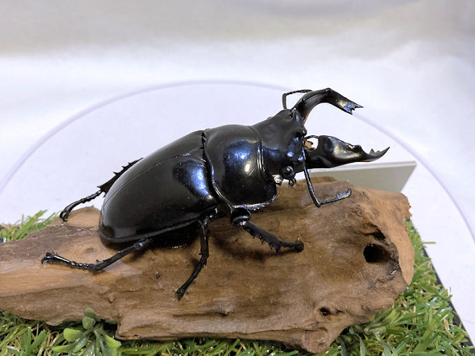 楽天市場】むしや本舗 タランドゥス オオツヤクワガタ オス単品