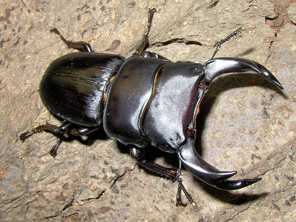 国産オオクワガタ 新成虫 ♂77粍UPありの実 2026年羽化【沖縄 北海道は 送りとどけるできません。】