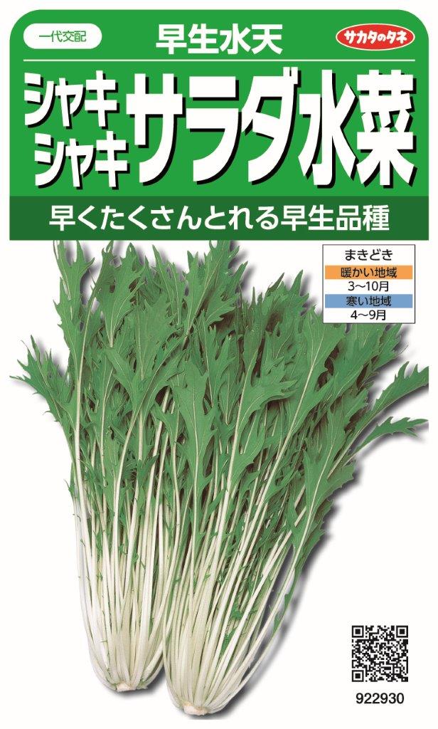 かあ様 レタス苗色々50本 12/6ごろ 楽天市場】サニーレタス