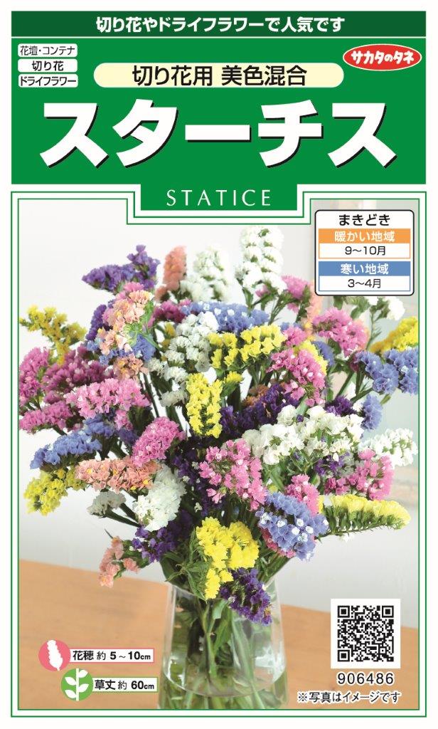 楽天市場 スターチス シニュアータミッドナイトブルー福花園種苗 種子 花まるマーケット