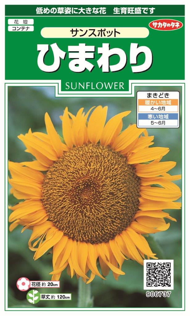 向日葵樣専用 楽天市場】【ケース販売：20入】 ひまわり：向日葵（ミスサンシャイン