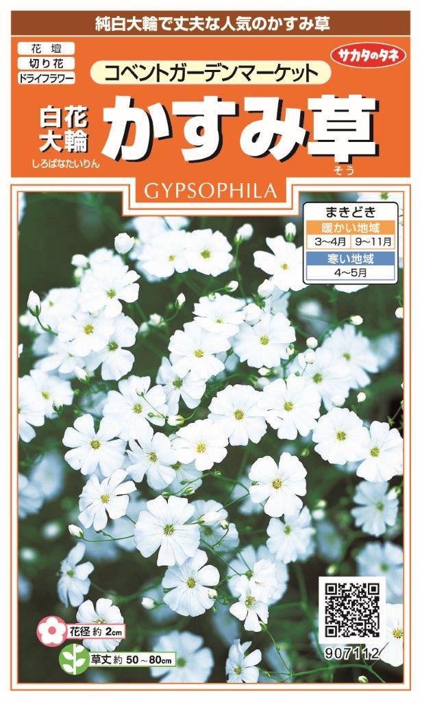 楽天市場】日光種苗 白花かすみ草（カスミソウ）のタネ[内容量：0.7ml