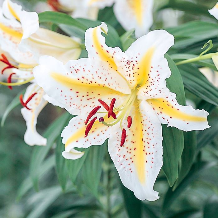 百合の花 満開の百合の花｜之哲／Yuki Satoru