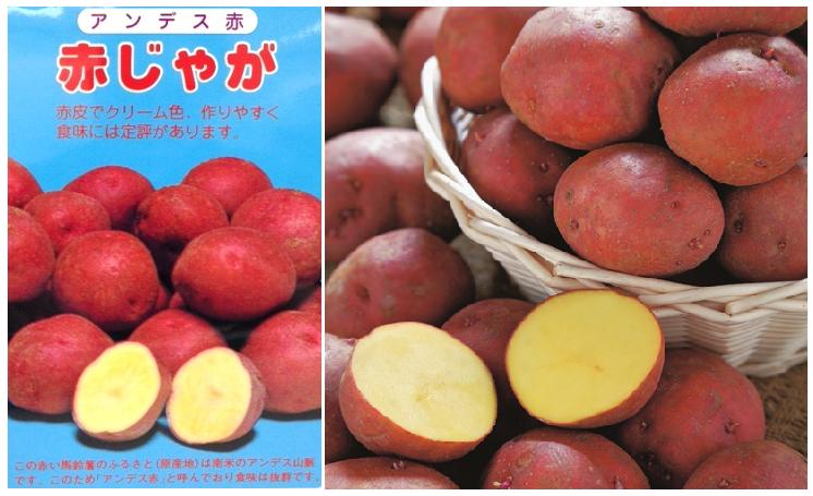 楽天市場】レッドムーン じゃがいも種芋 1キロ B品 北海道、青森県産