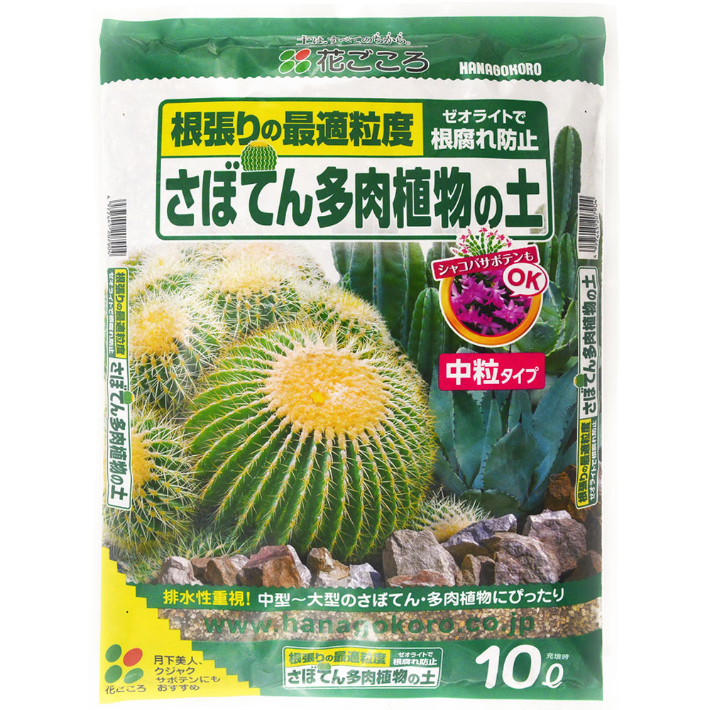 花サボテン　レディ　7株　多肉植物 花サボテン レディ 開花株 多肉植物 - メルカリ