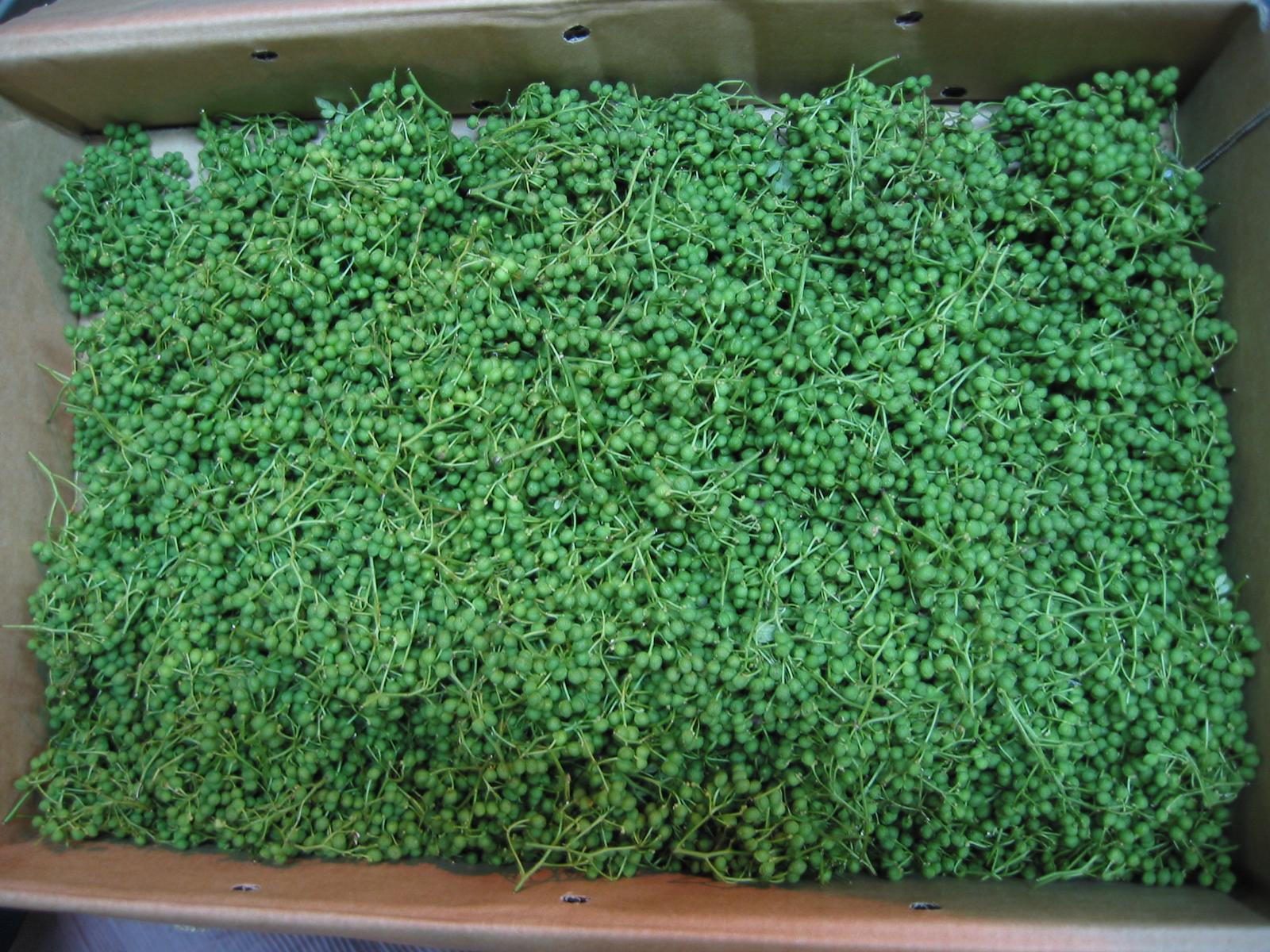 【数量限定！期間限定販売！】至極の京実山椒　幸せの《実山椒》(500g)別格特上、京実山椒(500g)仲卸目利き40年のキャリアの店主が厳選した絶対一番のお薦め品！他とは風味、香り、味わいが別格に違います！最高の極致《実山椒》　生山椒【さんしょう】(500g)・山椒の実