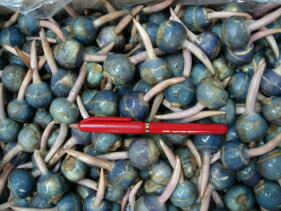 楽天市場】【送料無料】 広島県産 くわい（クワイ・慈姑） 秀品 M