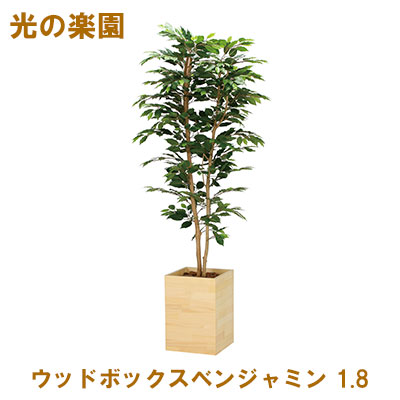 【ポイント3倍 4/4 20時から】 ●光の楽園 (2301A520-15) ウッドボックスベンジャミン 1.8 送料無料 95060