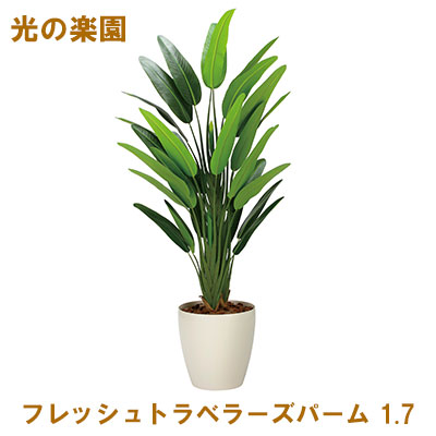 【尖んがり3倍 6/4 20時から】●光のエデンの園 (2313A450-30) フレッシュトラベラーズパーム 1.7 貨物輸送無料 95073