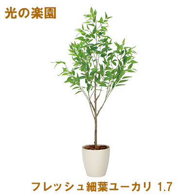 【尖んがり3倍 6/4 20時から】●光のエデンの園 (2329A500-47) 生新しい細葉ユーカリノキ 1.7 貨物輸送無料 95089