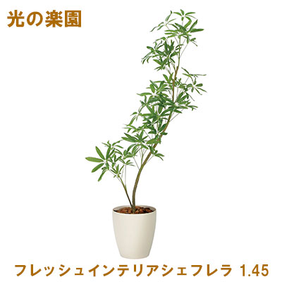 【 ポイント5倍 要エントリー 7/19 20時～ 】 ●光の楽園 (2331A350-47) フレッシュインテリアシェフレラ 1.45 送料無料 95091｜京都のちょっとセレブなお店R店