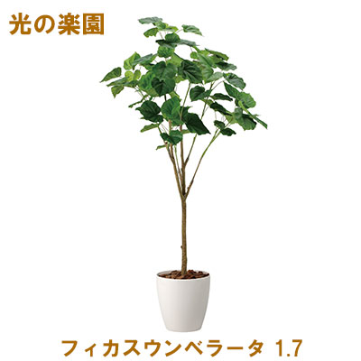 【尖んがり3倍 6/4 20時から】●光のエデンの園 (2117A430-51) フィカスウンベラータ 1.7 貨物輸送無料 95102