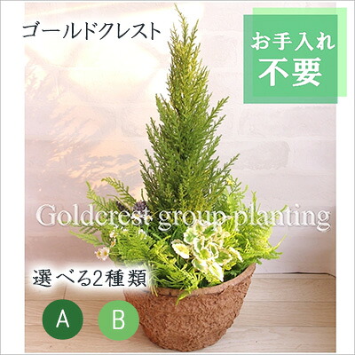 【ポイント3倍 4/4 20時から】 ● ゴールドクレスト 寄せ植え プランター 選べる2種類 (wgy-1) 造花 人工 観葉植物 フェイクグリーン 送料無料 94292