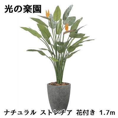 【尖んがり3倍 6/4 20時から】● 光のエデンの園 (2526A800) 自然的 ストレチア 花付き添い人 1.7m 造花 人工 観葉草木 フェイクグリーン光触媒 貨物輸送無料 94308