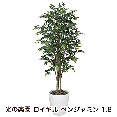 ●光の楽園 (151K650-37) ロイヤル ベンジャミン 1.8 送料無料 94122｜京都のちょっとセレブなお店R店